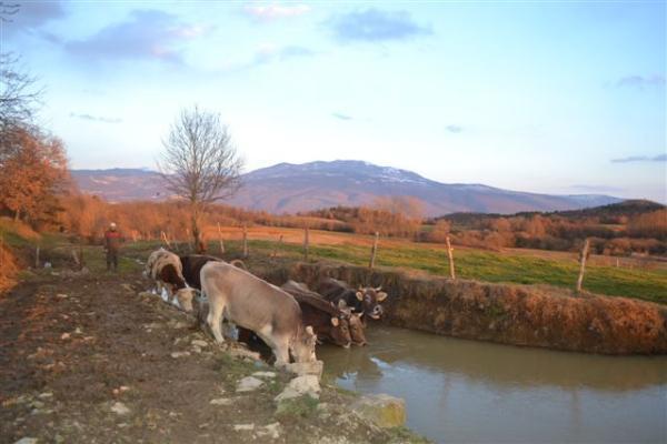 Agroturism Stara Stala Hotel Borut Eksteriør billede